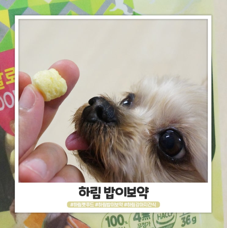 하림펫푸드 밥이보약 간식 방이가 안먹어요 하림펫푸드 밥이보약 간식 방이가 안먹어요