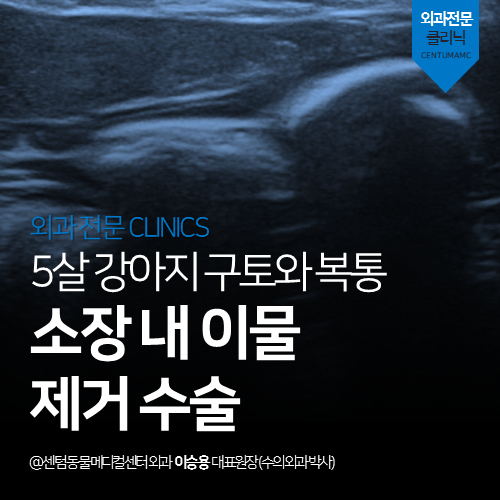 [외과] 5살 강아지 구토와 복통 - 소장 내 이물 제거 수술