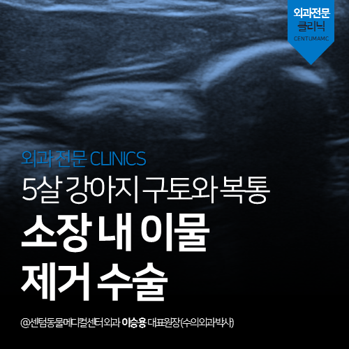  [외과] 5살 강아지 구토와 복통 - 소장 내 이물 제거 수술