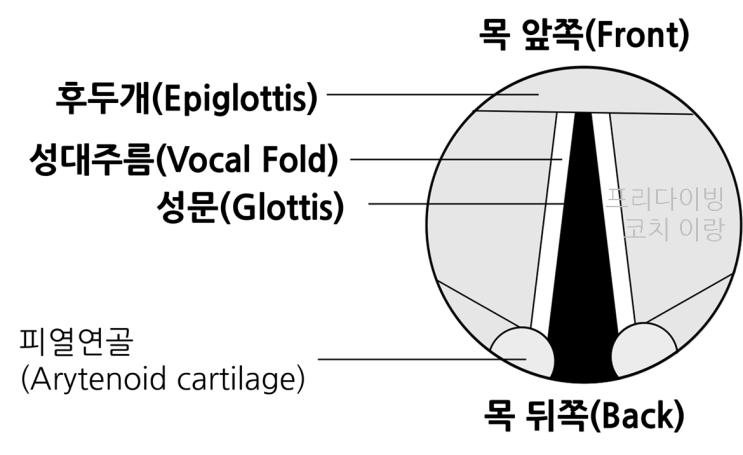 [프리다이빙] 프렌젤 이퀄라이징 유튜브 강의(Adam Stern) 한국어 해설 1편