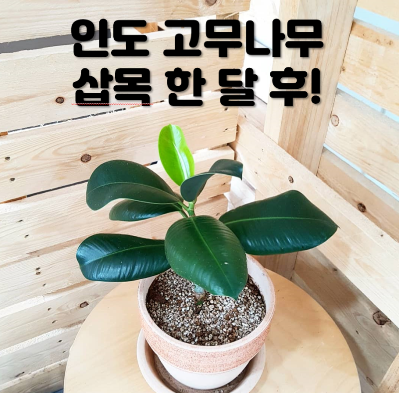 인도고무나무 삽목 한 달~ 새순이 났어요! : 네이버 블로그