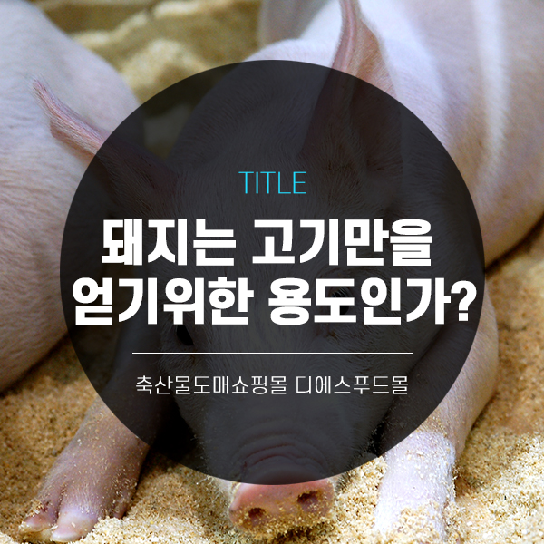 [디푸의 고기정보]돼지는 처음부터 고기를 얻기 위한 용도였나?