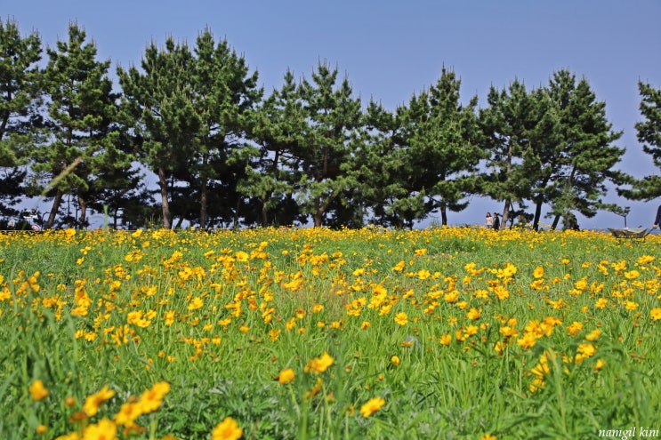 속초해변 볼거리 금계국 속초해변 볼거리 금계국