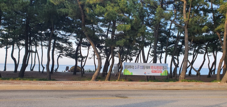 강릉여행 송정해변 추천