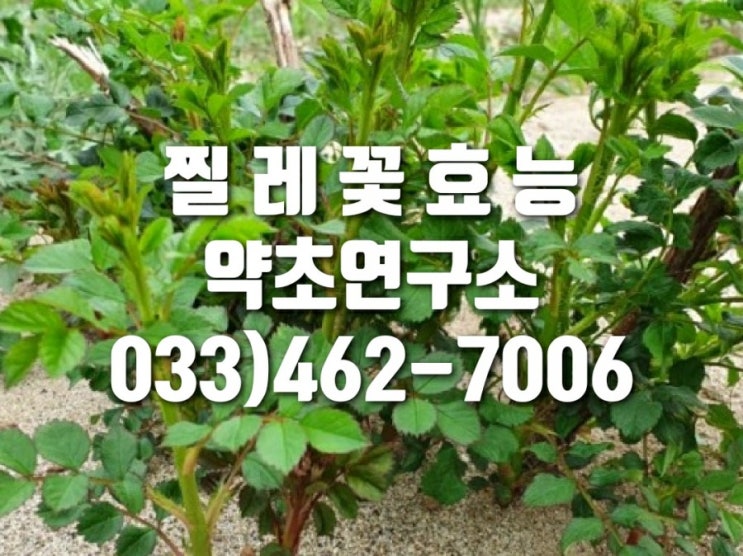  찔레꽃효능