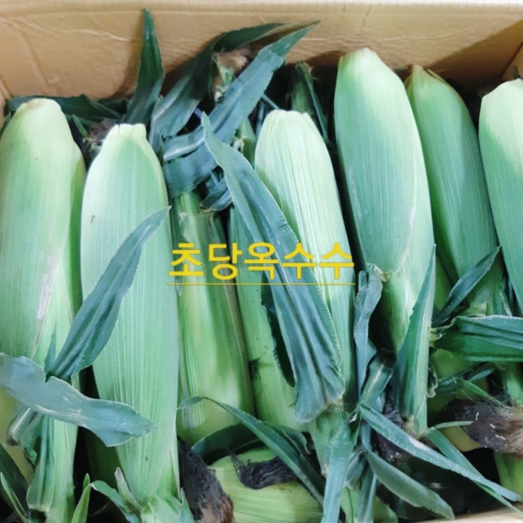  초당옥수수 도착~~  잘 먹는 아드리둘 제일 좋다.