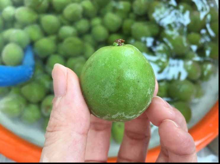  수제 매실청 담그는법 + 거품, 유통기한은?