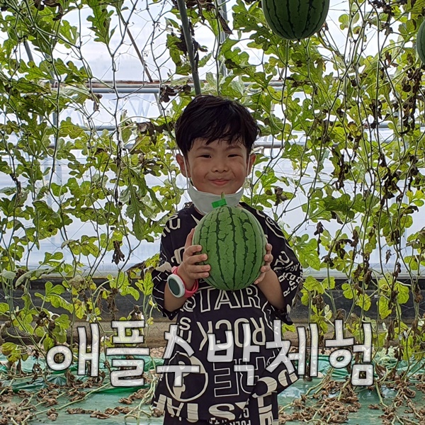  대구 달성군 애플수박 가족체험 수확의 기쁨