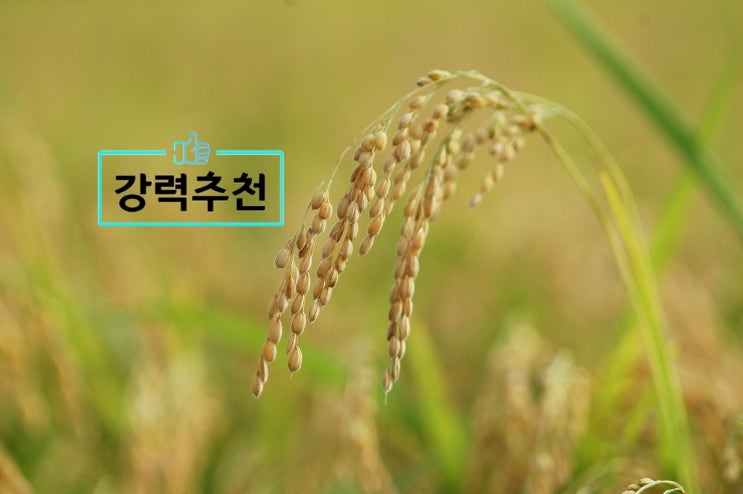 [국산쌀]우리나라는 쌀도 진화하고있네요! 진밥을 좋아하시는 분들을 위한 찹쌀처럼 촉촉하고 찰진밥 안동백진주쌀