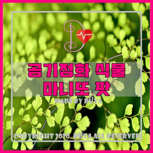  카카오 메이커스에서 공기정화 식물 마니또 팟