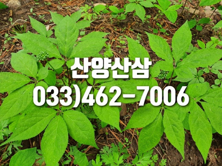  산양산삼