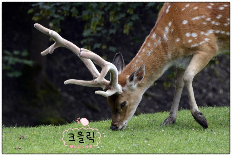  광동녹용단 기력회복에 딱 좋은 음식인거 같아요