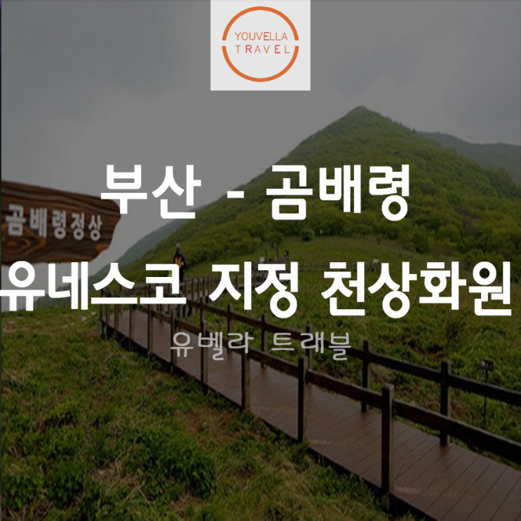 [부산출발] 유네스코 지정 강원도 곰배령 자작나무 숲 1박2일 패키지 여행 부산수송버스 포함