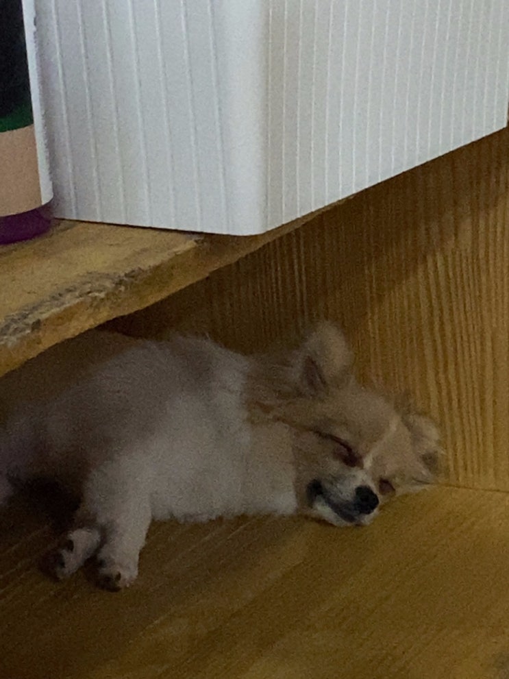  창원애견카페,우주뿌시는귀여움,창원고양이카페<애견까페포>