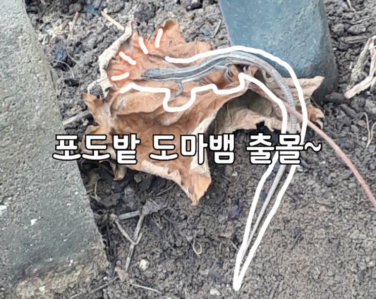  도마뱀!! 아군이냐?적군이냐!