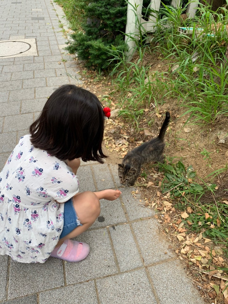  고양이가 주제인 그림책