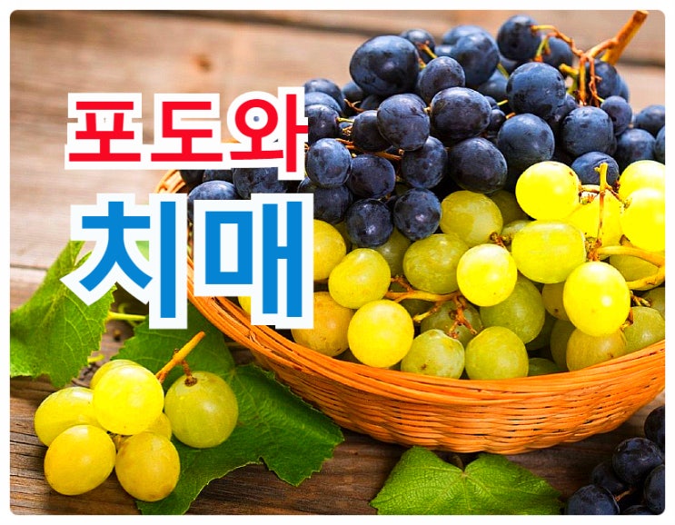  치매초기증상과 예방법..  레스베라트롤과 플라보노이드의 보고 포도가 좋은 이유~