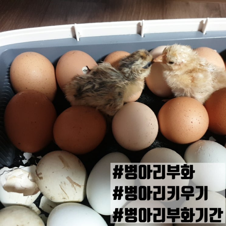 병아리부화 기간 과정 온도 키우기 달걀 부화기