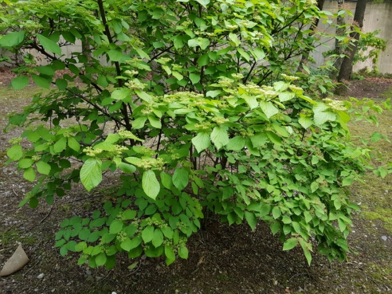 가막살나무 꽃과 덜꿩나무 열매, 꽃말 : 네이버 블로그 가막살나무 꽃과 덜꿩나무 열매, 꽃말 : 네이버 블로그