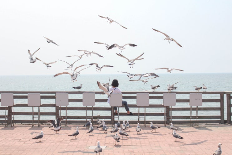  경기/화성 제부도 아트파크 앵커커피로스터즈 제부도 물때시간표