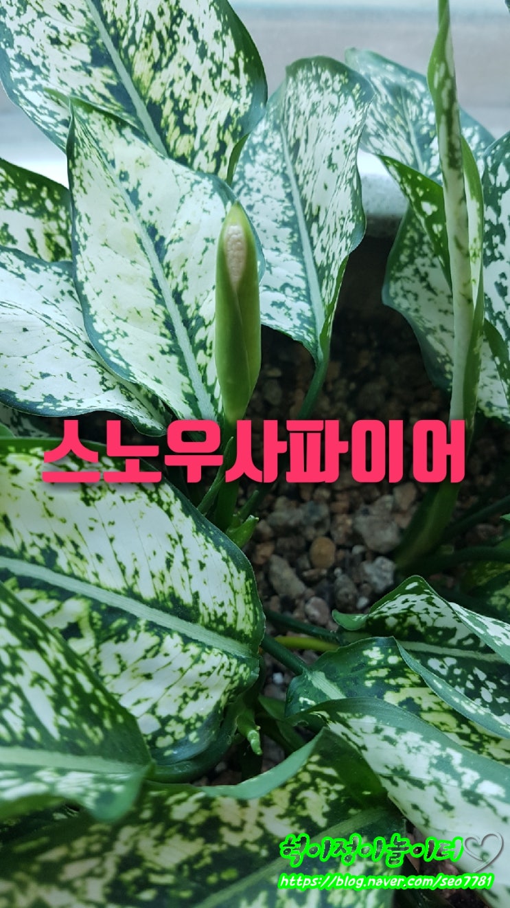 스노우사파이어키우기 번식 포기나누기 꽃피었어요.꽃말알아보기