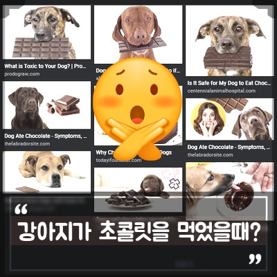 강아지 초콜릿 먹었을때, 강아지가 먹으면 안되는 음식 증상!