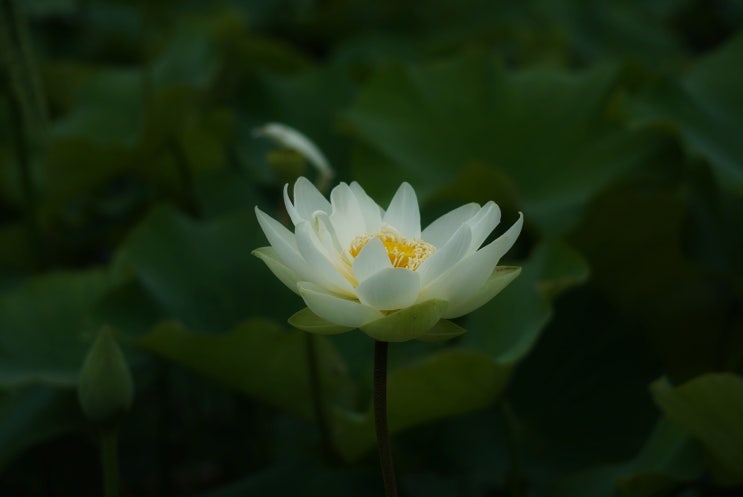  연꽃