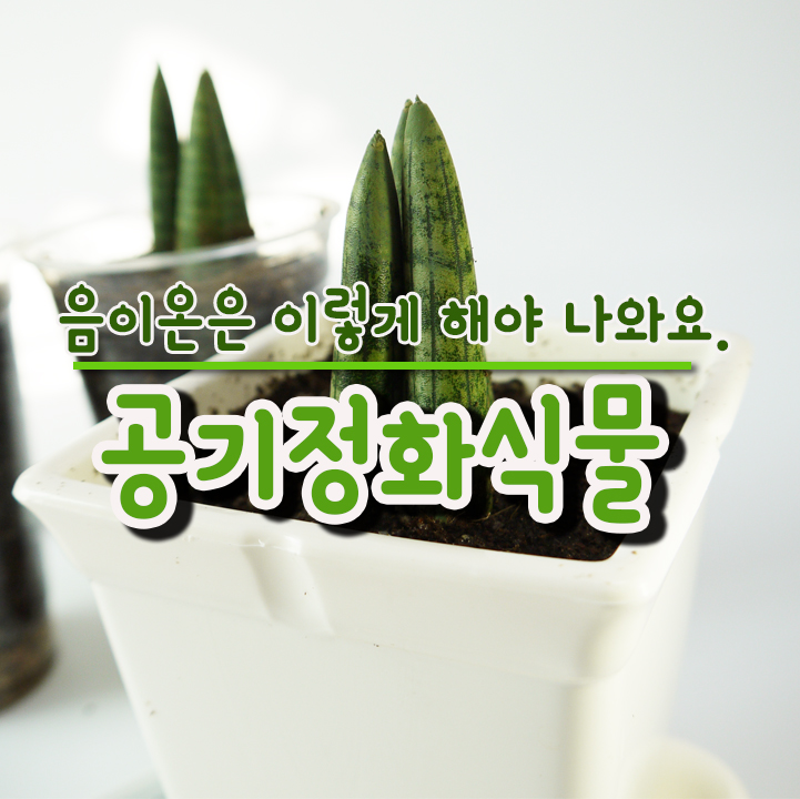  실내공기정화식물 스투키 음이온은 이렇게 해야 나와요.