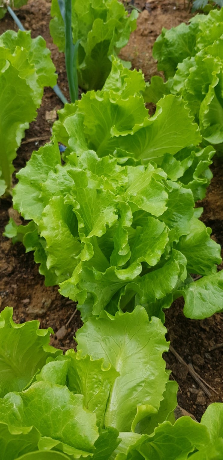  동애등에 분변토를 비료로 사용 후 약 1달 후기