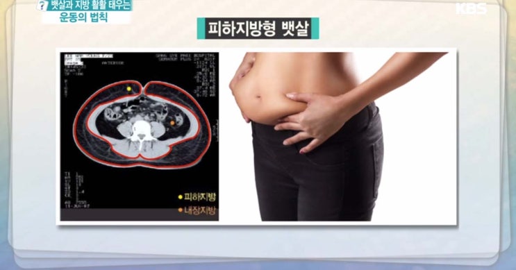  뱃살과 지방을 활활 태우는 운동의 법칙 - 무엇이든 물어보세요