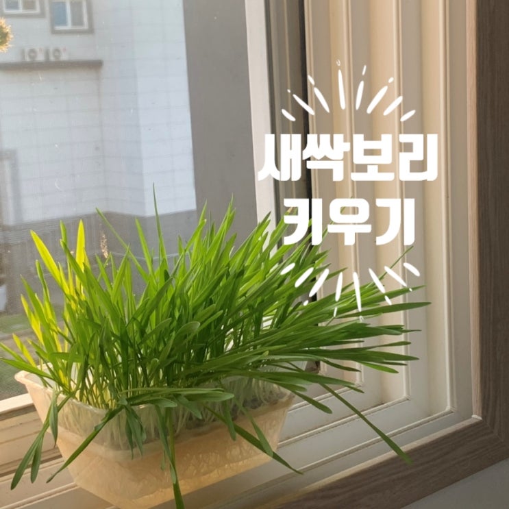 새싹보리 키우기 먹는법 효능 부작용, 새싹보리 자라는 과정 생생히 보여드립니다