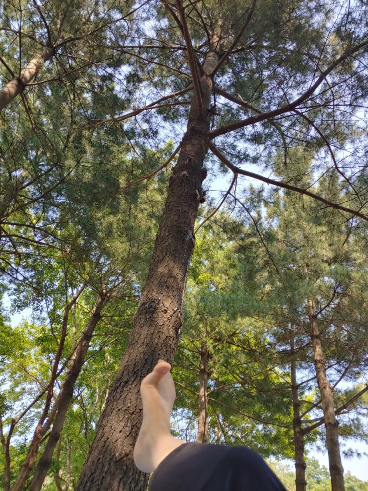부천 도당공원 에서 엄지척 일식구경하기