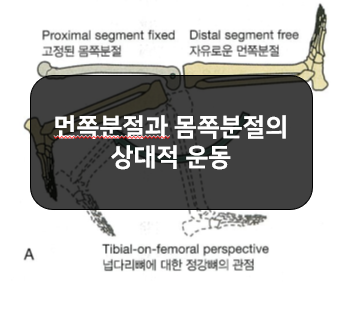  몸쪽분절(proximal sagment)와 먼쪽분절(distal sagment)의 상대적인 운동!!