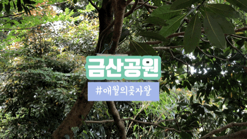 애월의 곶자왈이라는 금산공원 다녀왔어요