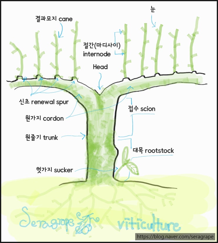  포도용어 뭐가 있을까~