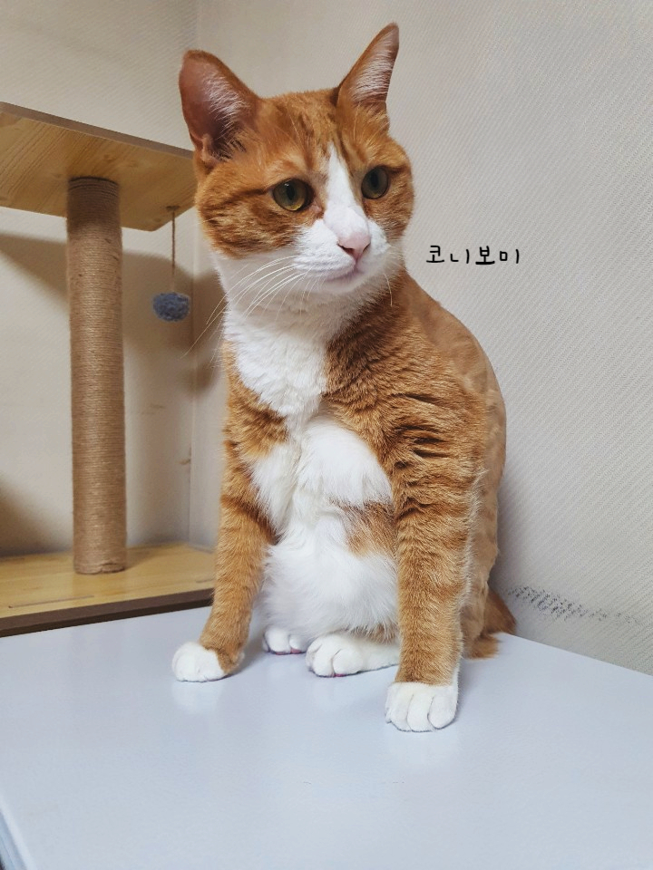 코니보미 일상 0622 코니보미 일상 0622