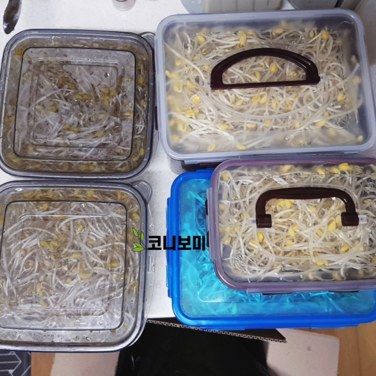 콩나물 지옥_ 지옥시리즈 2탄 ( +보관법 ) 콩나물 지옥_ 지옥시리즈 2탄 ( +보관법 )