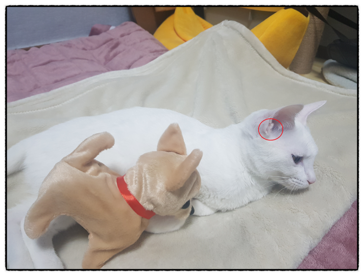  고양이 귀에 작은 주머니 는 무엇일까?