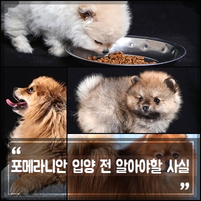 포메라니안의 입양에 적합한 장소