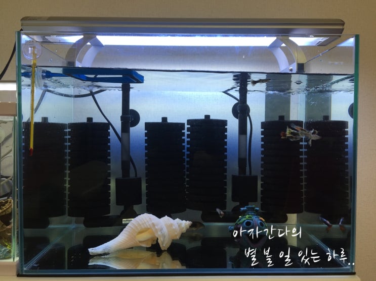  구피 물생활 어항교체 근 10일만에 다시 이사, 아기 구피