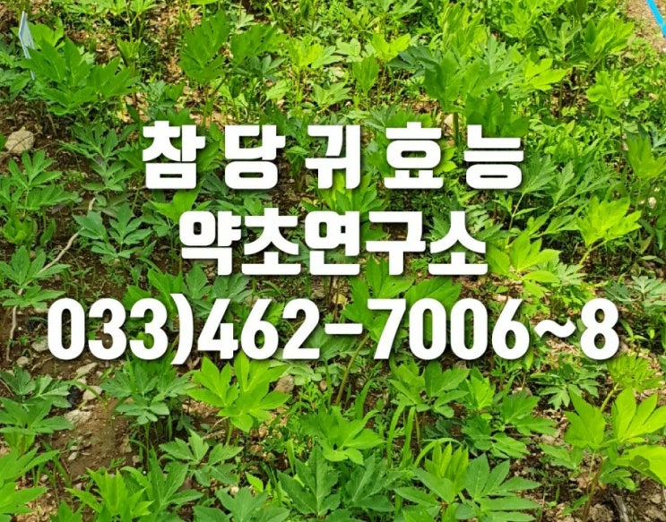 참당귀(산당귀)