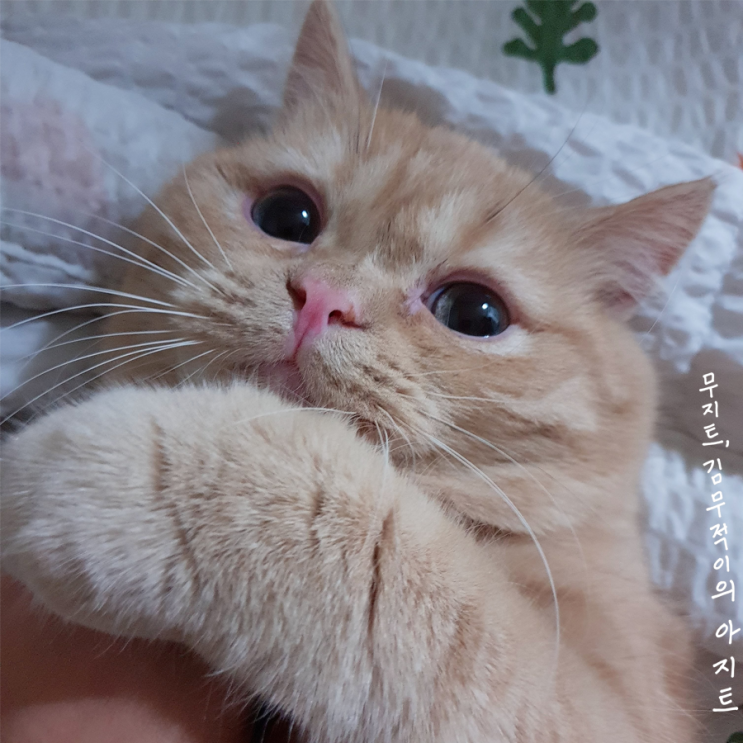  아조씨 , 저 맘에 안들죠?