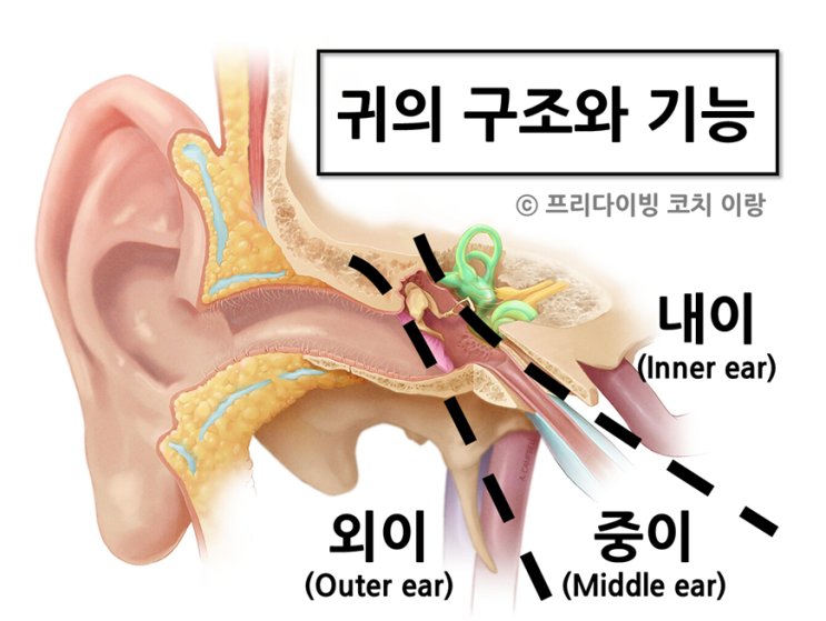 [프리다이빙 이퀄라이징 기초] 귀의 구조와 기능(외이, 중이, 내이)