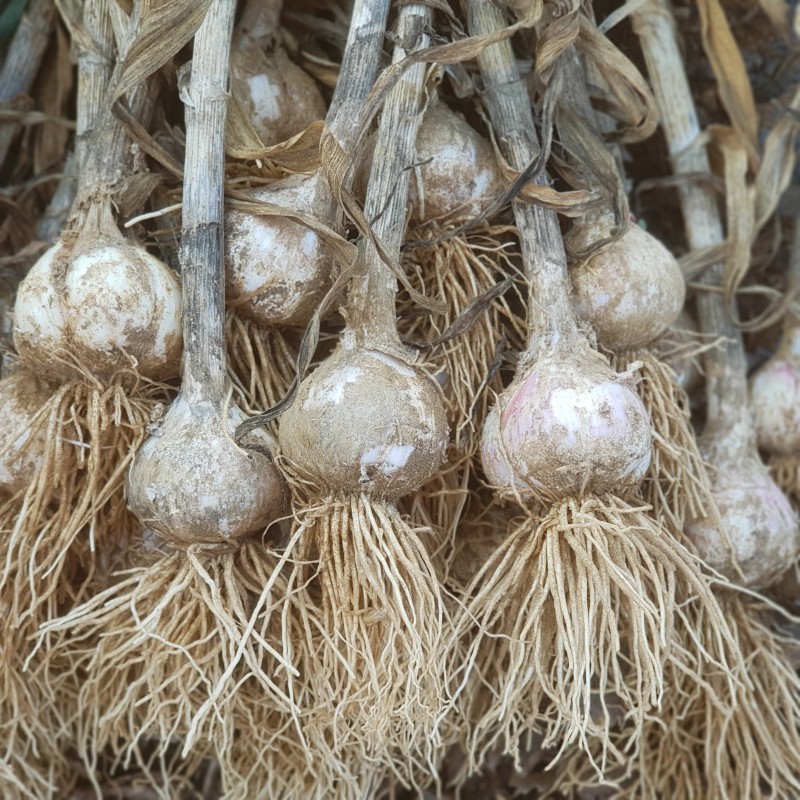 마늘 수확 완료 그리고 한접(100개)당 시세 : 네이버 블로그