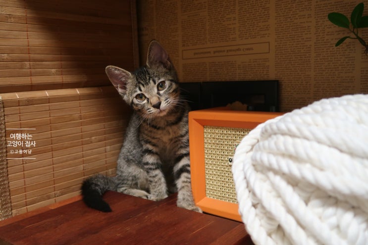  고양이 알레르기 증상, 검사, 치료, 극복기