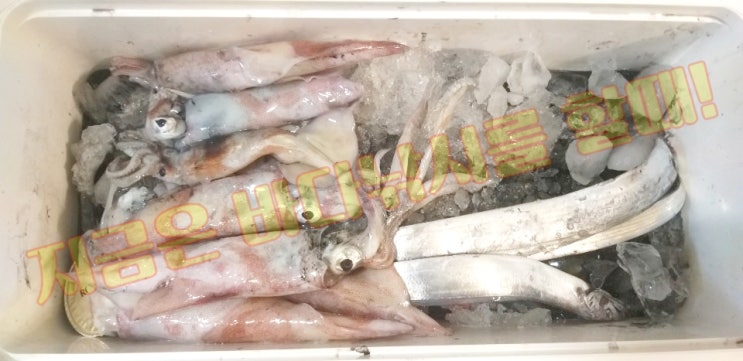  (2020.06.20) 남해 통영 전진피싱, 선상한치낚시 / 부제 : 얼음으로 만쿨하게 된 사연?