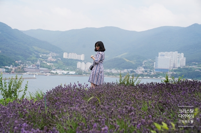  [거제] 거제 가볼만한곳! 지세포성 라벤더공원 (라벤더동산 위치, 주차) 인생샷 도장깨기!