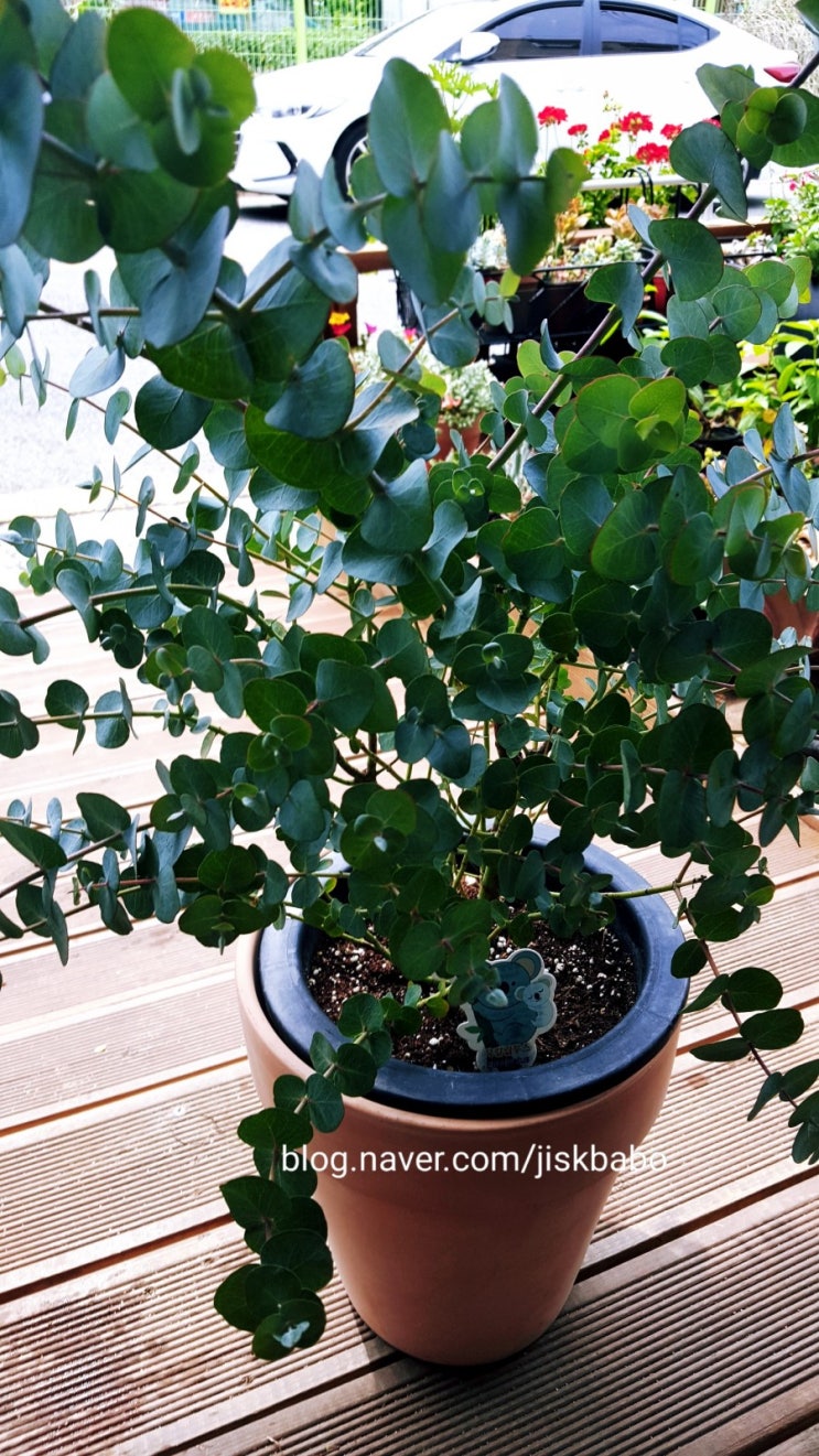  코알라 맘마 유칼립투스키우기, 유칼립투스관리법,분갈이 알아보기:)