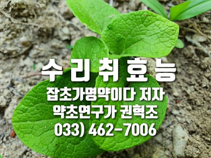  수리취