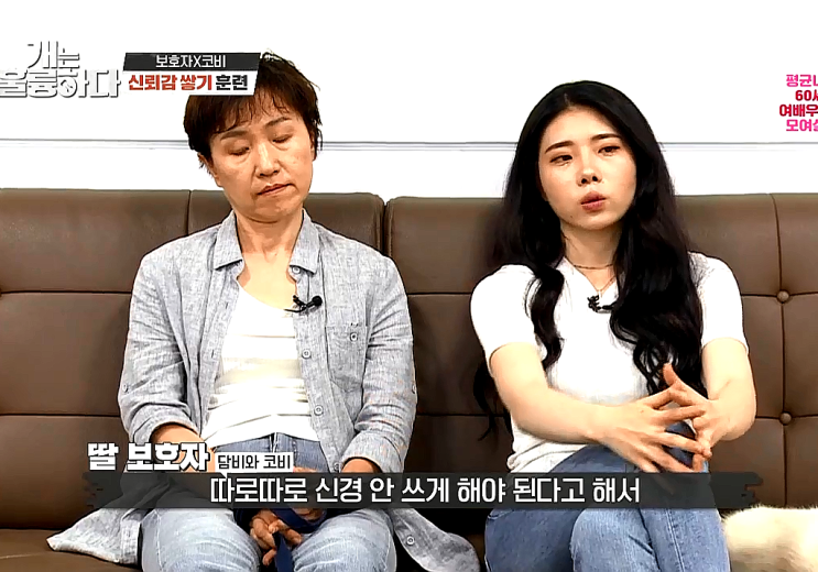 개는 훌륭하다 코비 - 보더콜리 개훌륭 역대급 견주, 훈련 중단 개는 훌륭하다 코비 - 보더콜리 개훌륭 역대급 견주, 훈련 중단